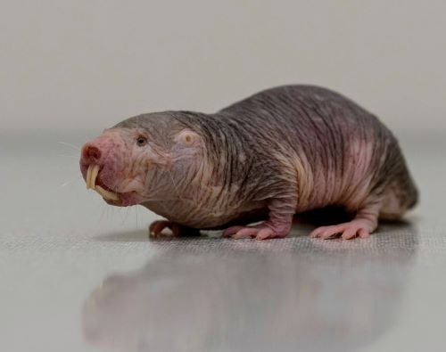 Could naked mole rats hold the key to curing cancer and dementia?