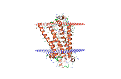 Gain insights into membrane protein complexes using Molecular Dynamics simulations in Flare™